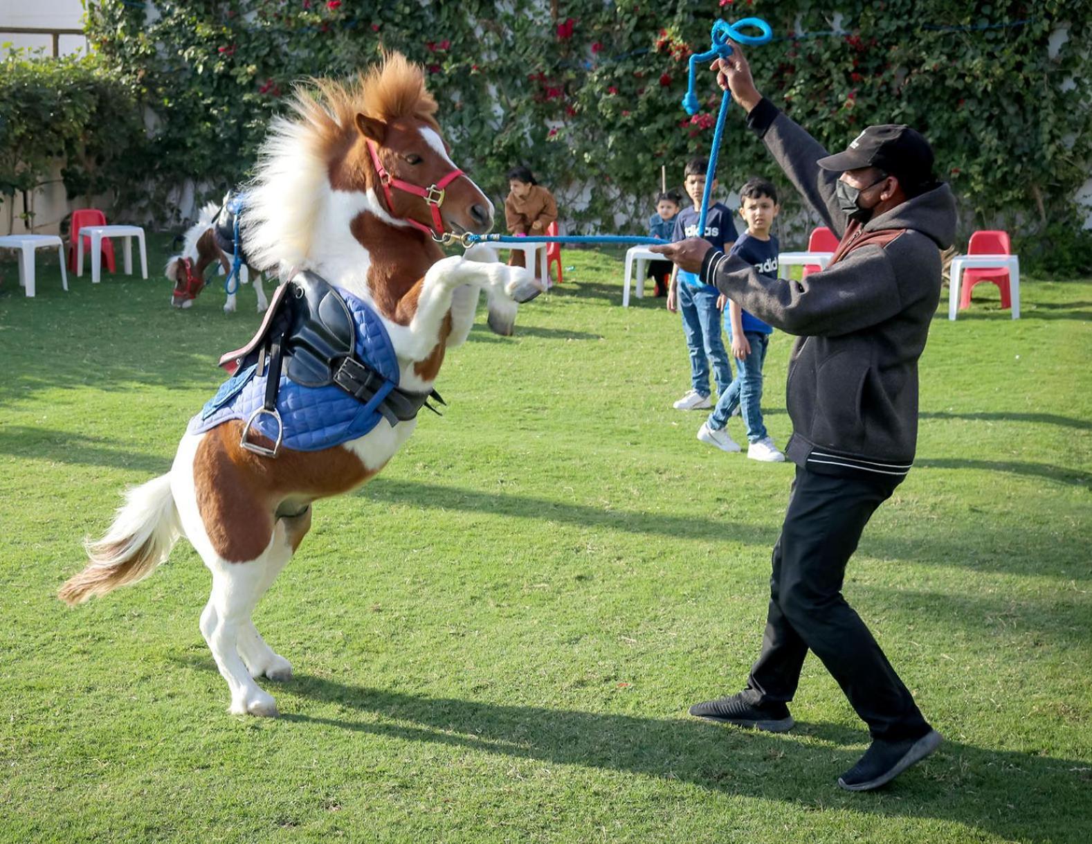 Lagoona Beach Luxury Resort And Spa Μανάμα Εξωτερικό φωτογραφία The photo shows a small horse or pony rearing up on its hind legs. The pony is wearing a blue saddle and is being led by a person who is holding a rope. The person is wearing a mask and appears to be encouraging the pony to perform. In the background